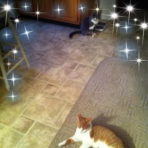 Meet your Posher, Donna